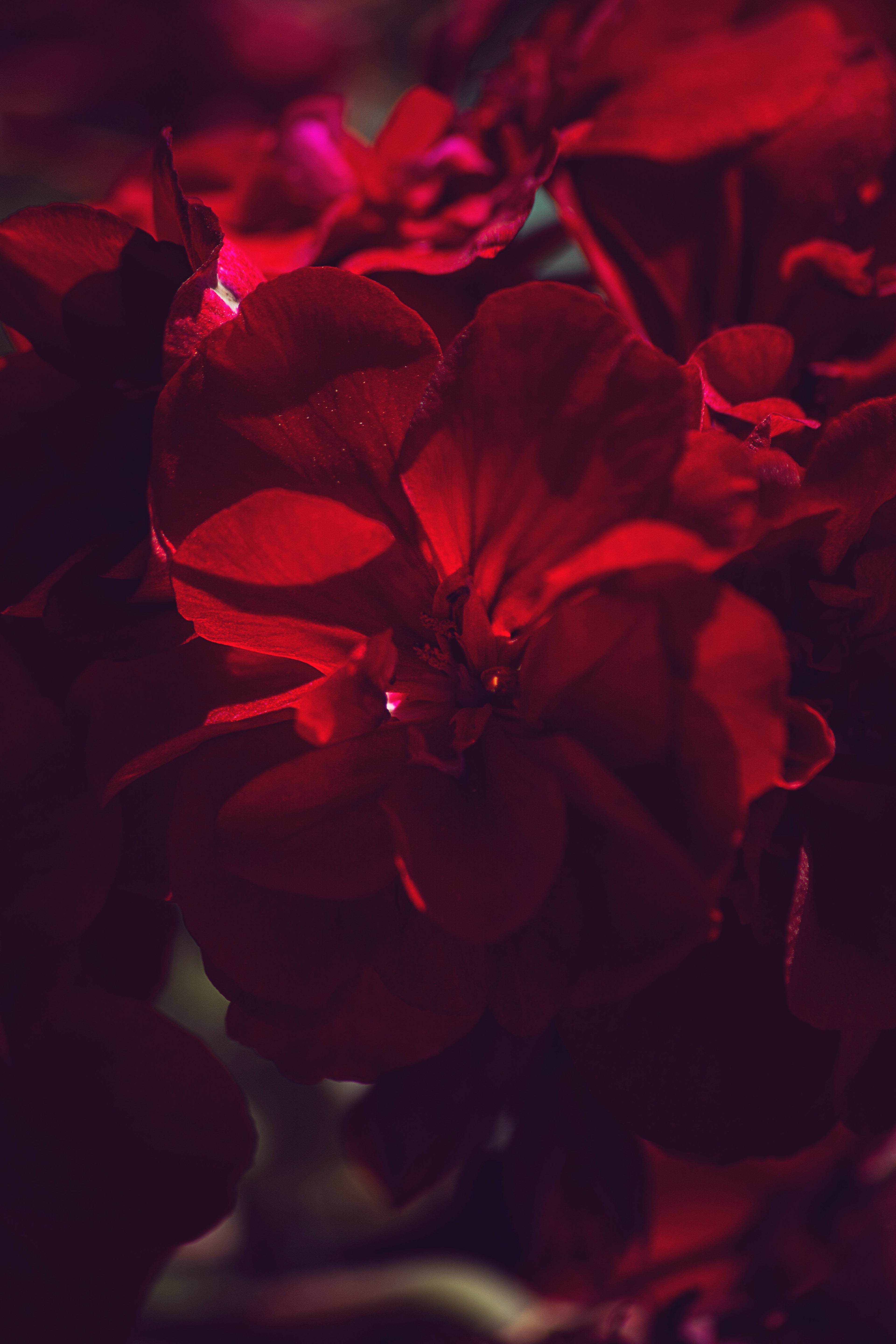 Somnus (Scarlet Poppy)